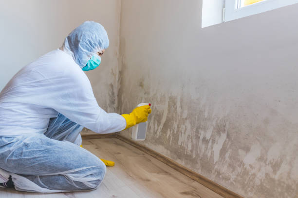 Licensed Mold Remediation service in Revere, MA - Mold Remediation HQ